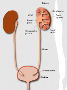 Diagram of urology anatomy